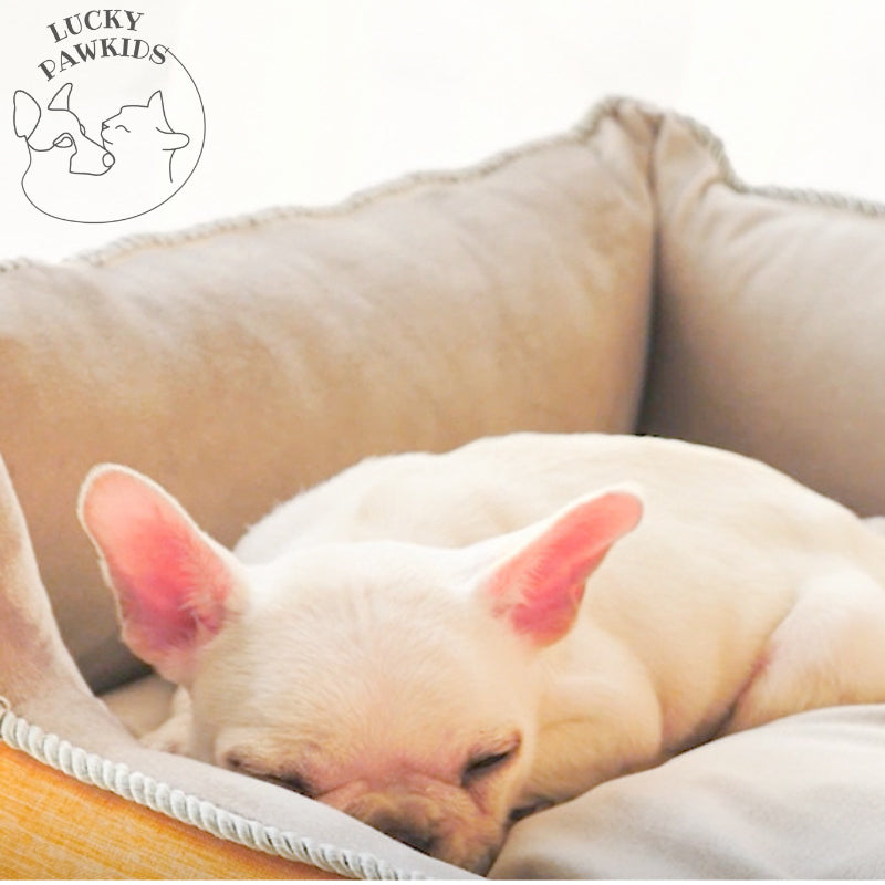 *SG_Seller*LuckyPawKids*Dog Bed / Dog Cushion/ Pet Bed / Cushion Bedding / Washable